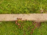 image of grave number 809048